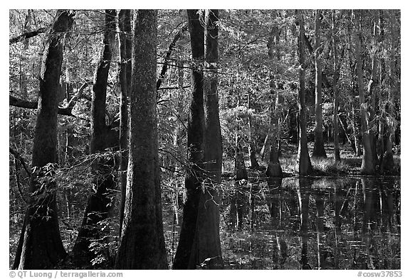 Cypress and Wise Lake on a sunny day. Congaree National Park (black and white)