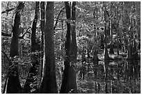 Cypress and Wise Lake on a sunny day. Congaree National Park, South Carolina, USA. (black and white)