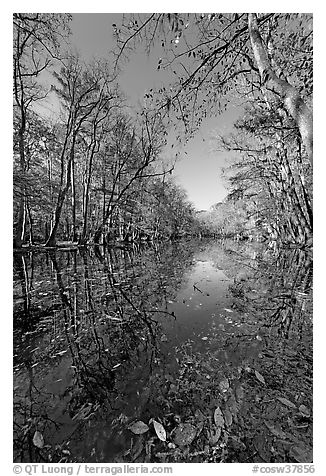 Wise Lake on a sunny day. Congaree National Park (black and white)