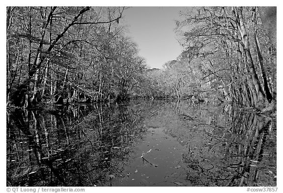 Wise Lake and reflections. Congaree National Park, South Carolina, USA.