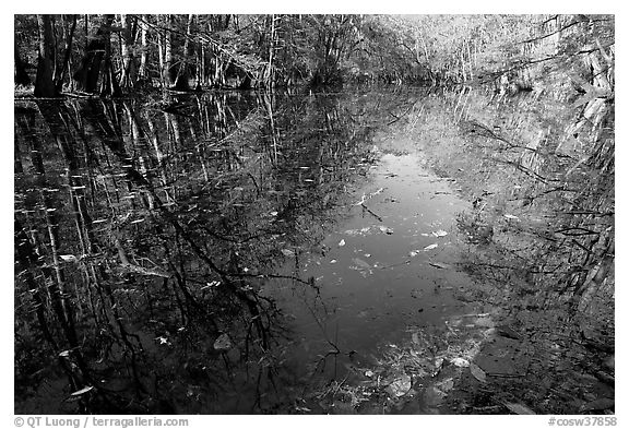 Fallen leaves and reflections in Wise Lake. Congaree National Park (black and white)