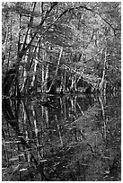 Trees and reflections, Wise Lake. Congaree National Park, South Carolina, USA. (black and white)
