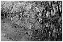 Reflections, Wise Lake. Congaree National Park, South Carolina, USA. (black and white)