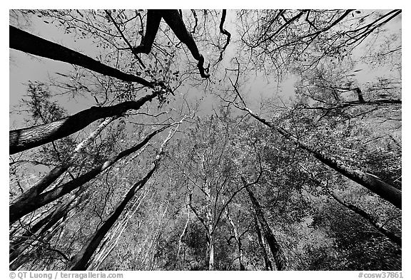 Floodplain forest canopy in fall color. Congaree National Park (black and white)