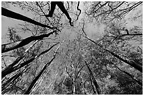 Floodplain forest canopy in fall color. Congaree National Park, South Carolina, USA. (black and white)