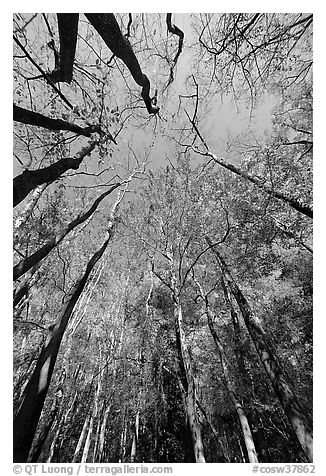 Looking upwards Floodplain forest. Congaree National Park (black and white)