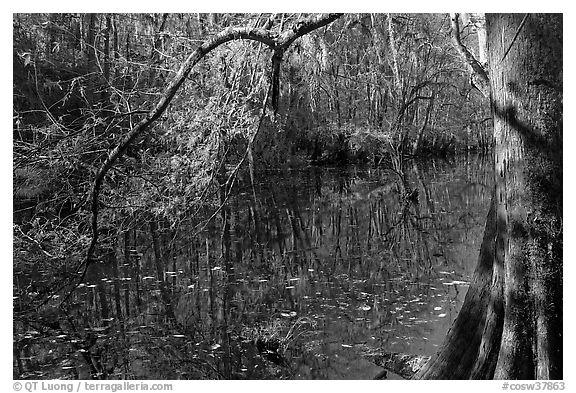Bald cypress branch overhanging dark waters of Wise Lake. Congaree National Park (black and white)