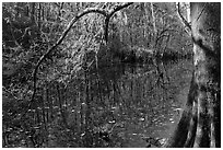 Bald cypress branch overhanging dark waters of Wise Lake. Congaree National Park ( black and white)