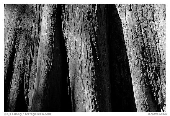 Close-up of buttressed base of bald cypress. Congaree National Park, South Carolina, USA.