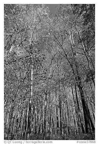 Tall floodplain forest trees. Congaree National Park (black and white)