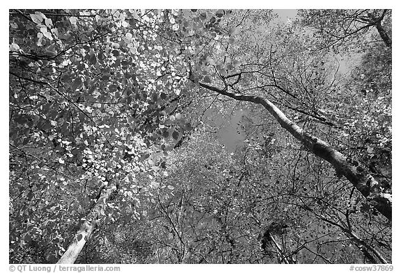 Bright leaves looking up floodplain deciduous forest. Congaree National Park (black and white)