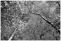 Bright leaves looking up floodplain deciduous forest. Congaree National Park, South Carolina, USA. (black and white)