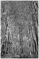 Boardwalk with woman dwarfed by tall trees. Congaree National Park, South Carolina, USA. (black and white)