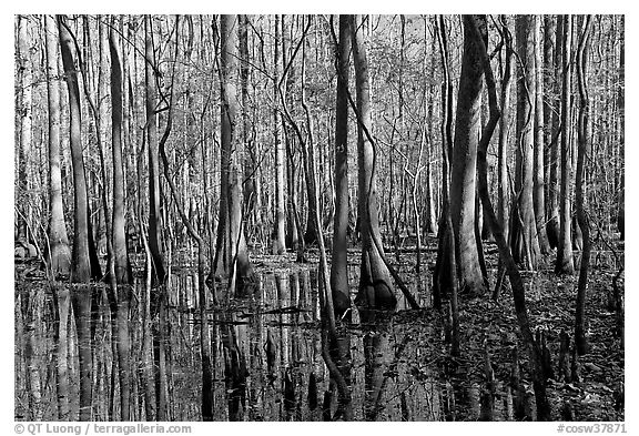 Floodplain trees growing out of swamp on a sunny day. Congaree National Park, South Carolina, USA.