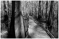 Low boardwalk in sunny forest. Congaree National Park, South Carolina, USA. (black and white)