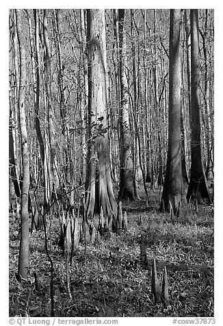 Cypress knees and tall cypress trees on a sunny day. Congaree National Park (black and white)