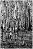 Cypress knees and tall cypress trees on a sunny day. Congaree National Park, South Carolina, USA. (black and white)