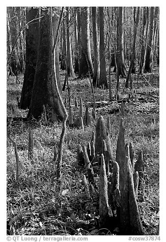 Floor of floodplain forest with cypress knees. Congaree National Park, South Carolina, USA.