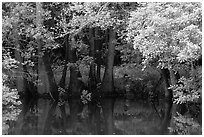 Bald cypress in summer. Congaree National Park, South Carolina, USA. (black and white)