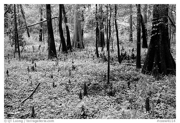 Cypress and undergrowth with knees in summer. Congaree National Park (black and white)