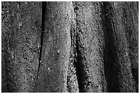 Cypress trunk detail. Congaree National Park, South Carolina, USA. (black and white)