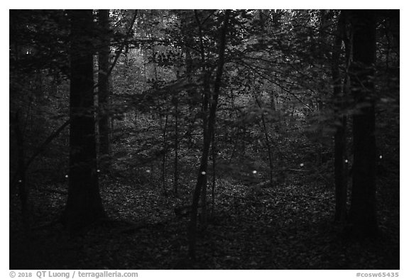 Light trail of a single firefly. Congaree National Park (black and white)