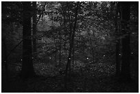 Light trail of a single firefly. Congaree National Park ( black and white)