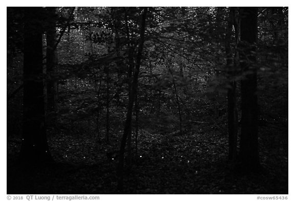 Fireflies. Congaree National Park (black and white)