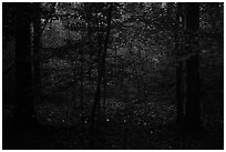 Fireflies. Congaree National Park ( black and white)