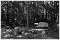 Longleaf Campground. Congaree National Park ( black and white)