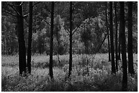 Meadow framed by pine trees. Congaree National Park ( black and white)