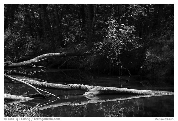 Cedar Creek near Barrister Bridge. Congaree National Park (black and white)