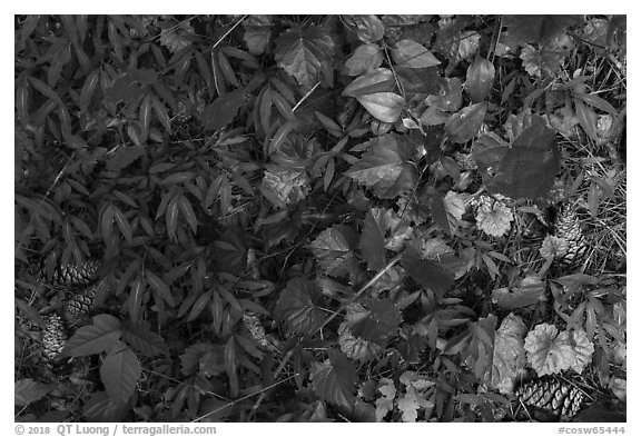 Close-up of forest floor. Congaree National Park (black and white)