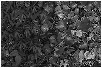 Close-up of forest floor. Congaree National Park ( black and white)