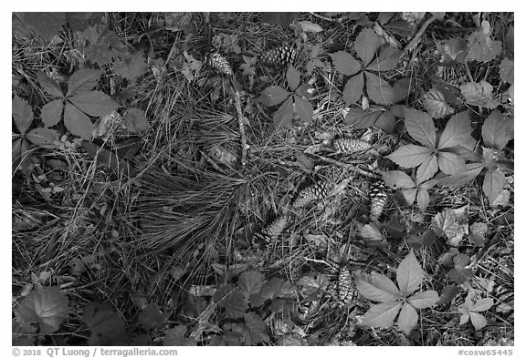 Close-up of fallen pine needles, cones, and forest undergrowth. Congaree National Park (black and white)