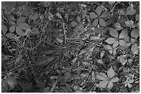 Close-up of fallen pine needles, cones, and forest undergrowth. Congaree National Park ( black and white)