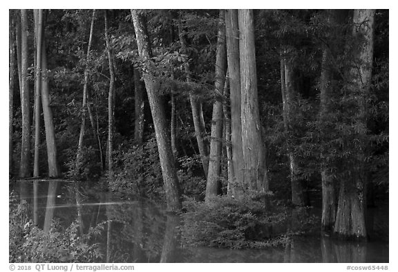 Flooded Floodplain forest near Bates Bridge. Congaree National Park (black and white)