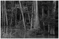 Flooded Floodplain forest near Bates Bridge. Congaree National Park ( black and white)