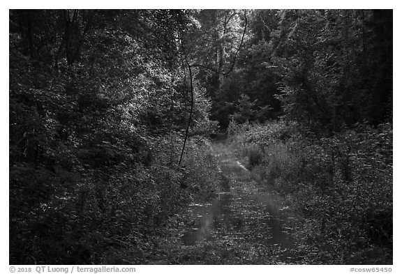 Bates Ferry Trail. Congaree National Park (black and white)
