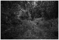 Bates Ferry Trail. Congaree National Park ( black and white)