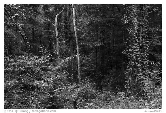 Lush vegetation along Bates Ferry Trail. Congaree National Park (black and white)