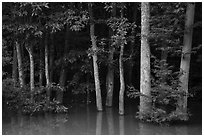 Forest near Bates Bridge flooded by Congaree River. Congaree National Park ( black and white)