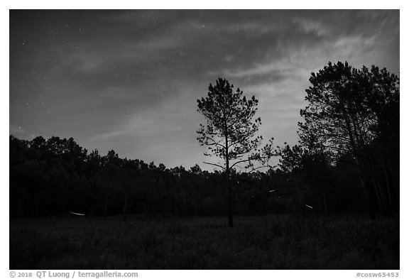 Meadow at night with flying fireflies. Congaree National Park (black and white)