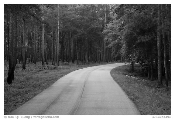 National Park Road. Congaree National Park (black and white)