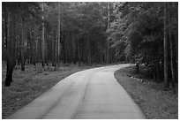 National Park Road. Congaree National Park ( black and white)