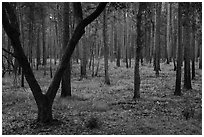 Pine forest. Congaree National Park ( black and white)