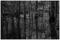 Flooded forest and reflections. Congaree National Park ( black and white)