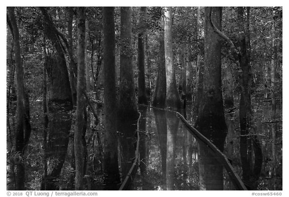 Flooded boardwalk. Congaree National Park (black and white)