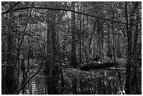Visitor looking, flooded forest in summer. Congaree National Park ( black and white)