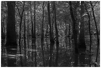 Flooded forest in summer. Congaree National Park ( black and white)